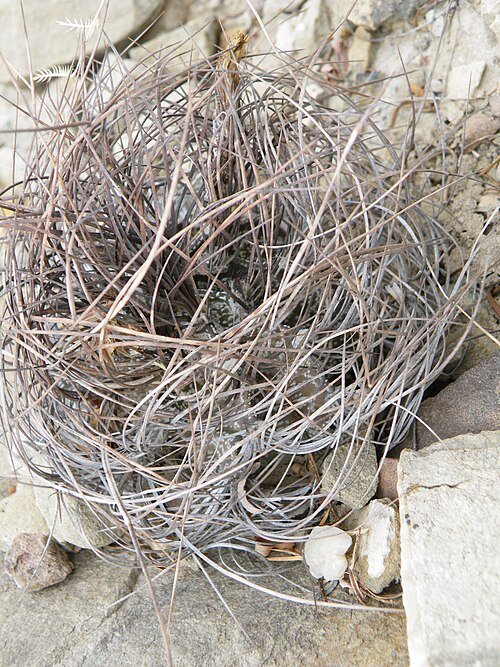 Goat's horn cactus: Piedras Blancas, Coahuila