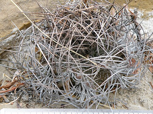 Goat's horn cactus: Piedras Blancas, Coahuila