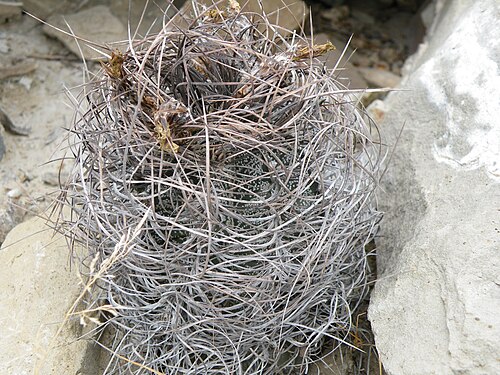Goat's horn cactus: Piedras Blancas, Coahuila