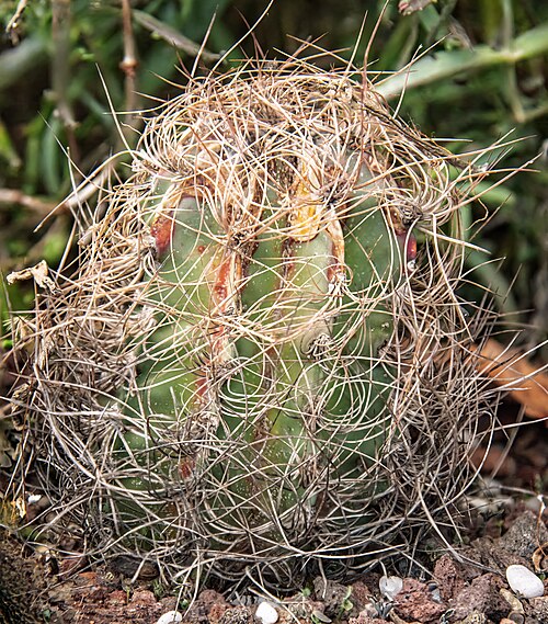Goat's horn cactus