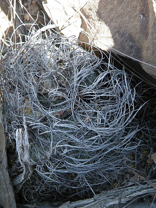 Goat's horn cactus: Saltillo towards Estacion Marte, Nuevo Leon