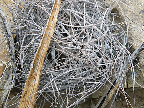 Goat's horn cactus: Piedras Blancas, Coahuila