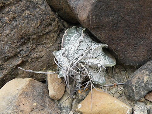 Goat's horn cactus: Position 20, 17 kms from Parras