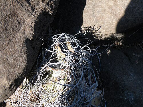 Goat's horn cactus: Saltillo towards Estacion Marte, Nuevo Leon