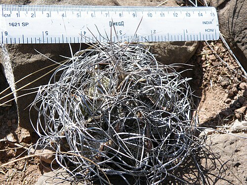 Goat's horn cactus: Saltillo towards Estacion Marte, Nuevo Leon