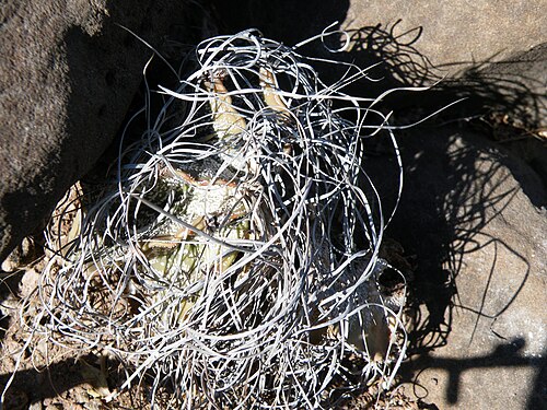 Goat's horn cactus: Saltillo towards Estacion Marte, Nuevo Leon