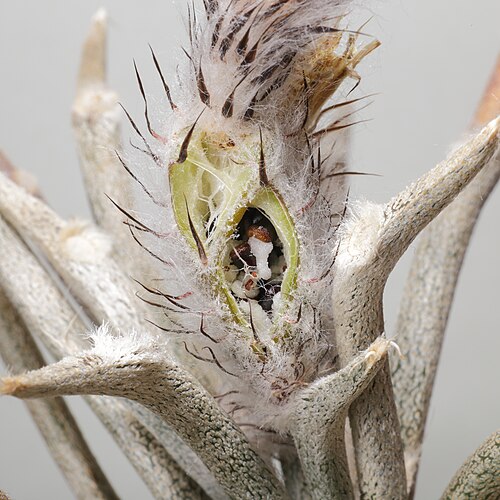 Astrophytum caput-medusae: Astrophytum caput-medusae . Närbild på en mogen och uppsprucken frukt med frön i.