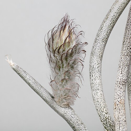 Astrophytum caput-medusae: Blomknopp på en Medusakaktus ( Astrophytum caput-medusae ).