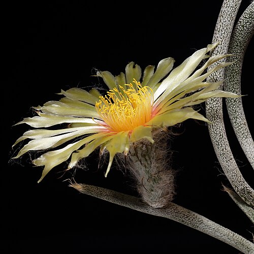 Astrophytum caput-medusae: Astrophytum caput-medusae
