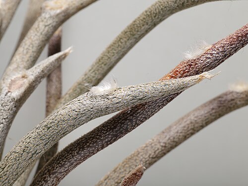 Astrophytum caput-medusae: Astrophytum caput-medusae . Närbild på ett flertal förlängda vårtor.