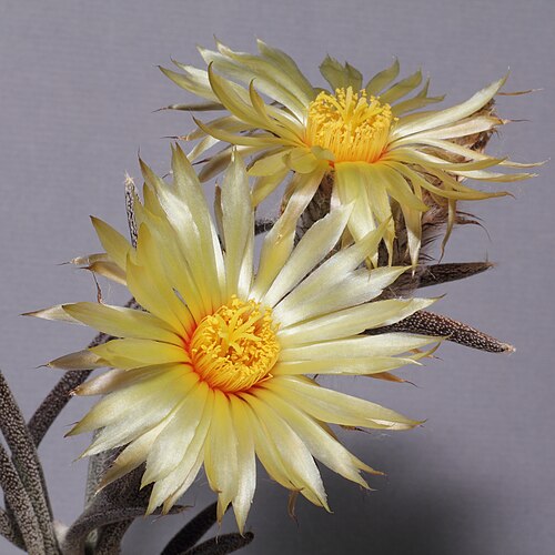 Astrophytum caput-medusae: Två blommor på samma planta av medusakaktus. Plantan är ympad, men blommorna är desamma.
