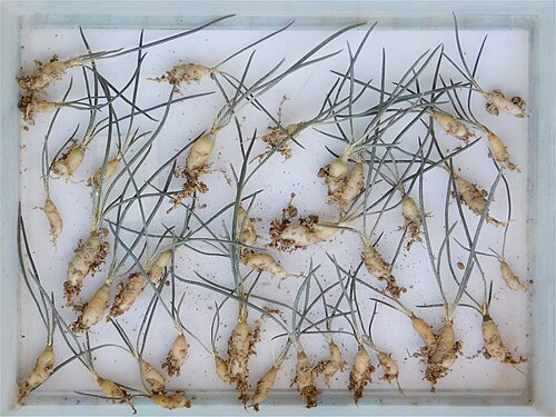Astrophytum caput-medusae: 1 year old seedlings, grown under artificial lighting. The roots are about 1 - 1,5 cm in width and 2 - 4 cm long.