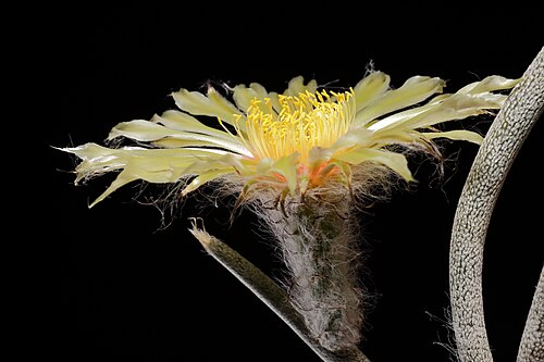 Astrophytum caput-medusae: Astrophytum caput-medusae