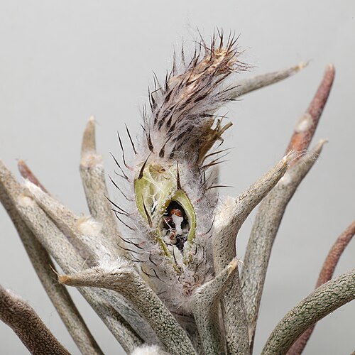 Astrophytum caput-medusae: Astrophytum caput-medusae . Närbild på en mogen och uppsprucken frukt med frön i.