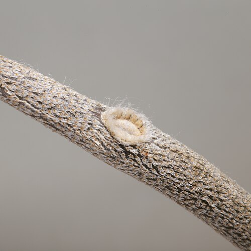Astrophytum caput-medusae: Astrophytum caput-medusae . Närbild på en areol.