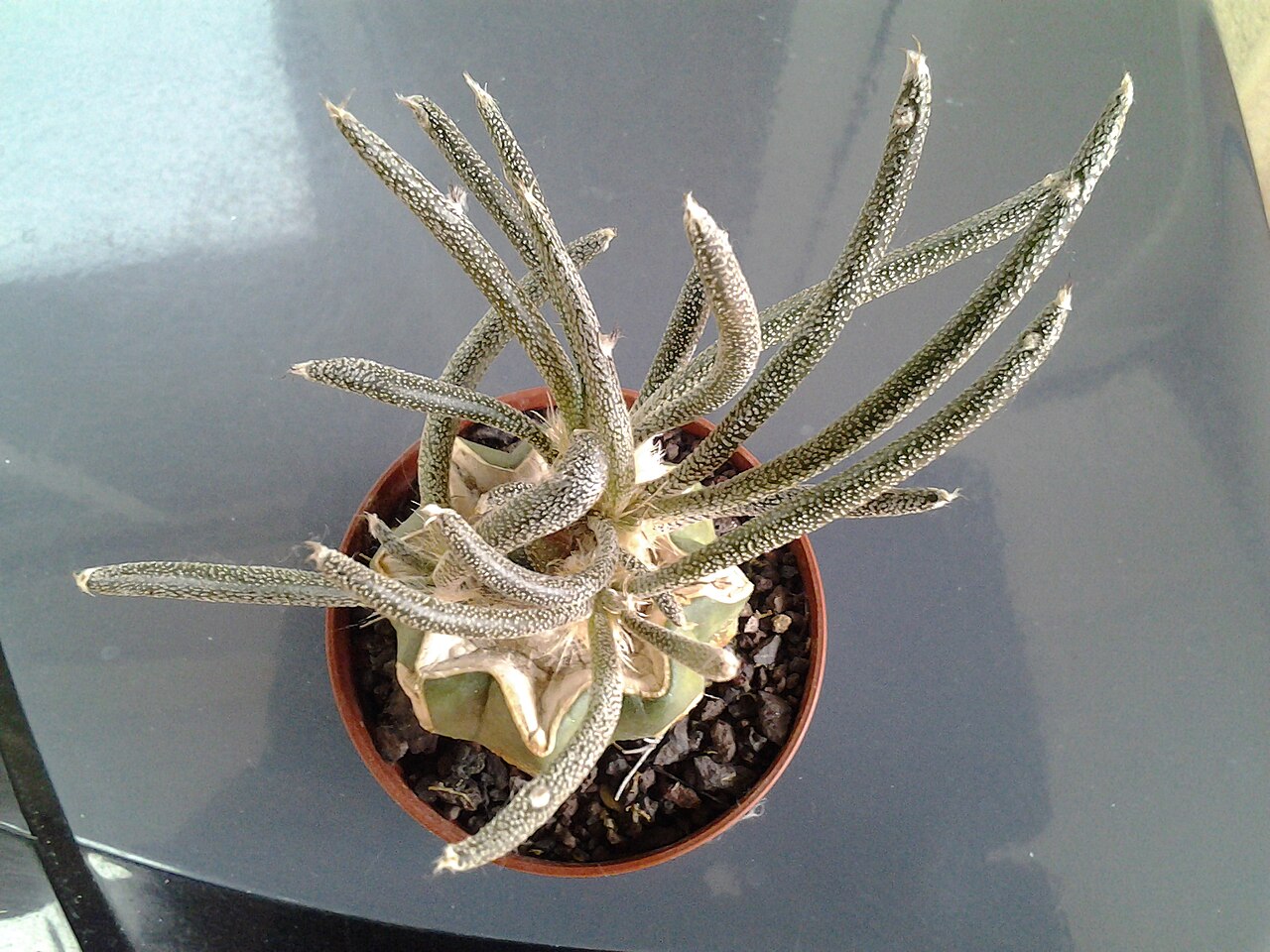 Astrophytum caput-medusae: ACM Gréffé