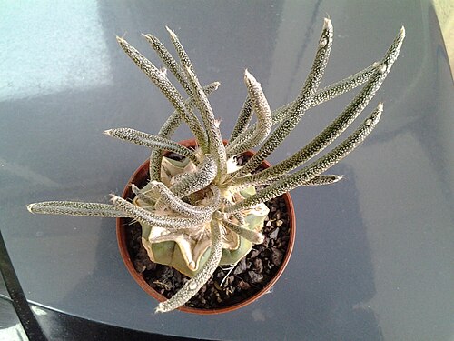 Astrophytum caput-medusae