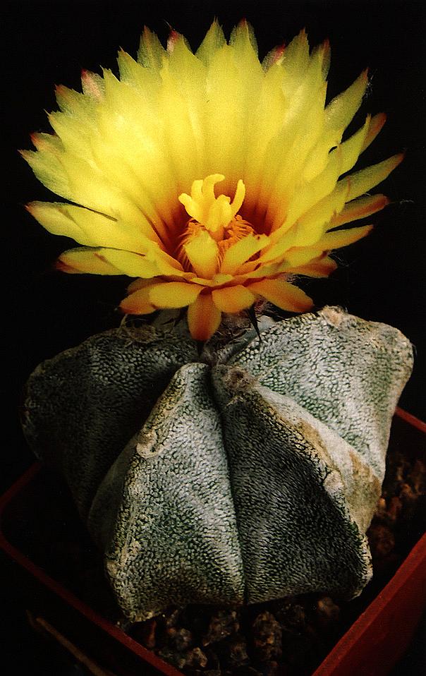 Cactus: Cact Astrophytum Coahuilense