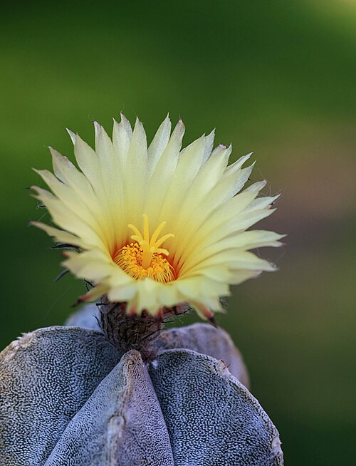 Cactus: Bischofsmütze