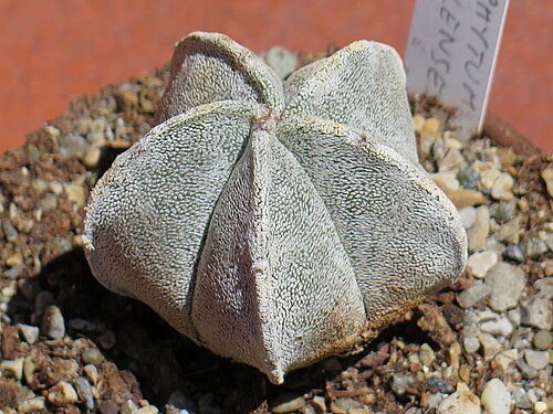Cactus: Astrophytum coahuilense