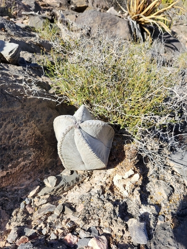 Cactus (Astrophytum coahuilense)