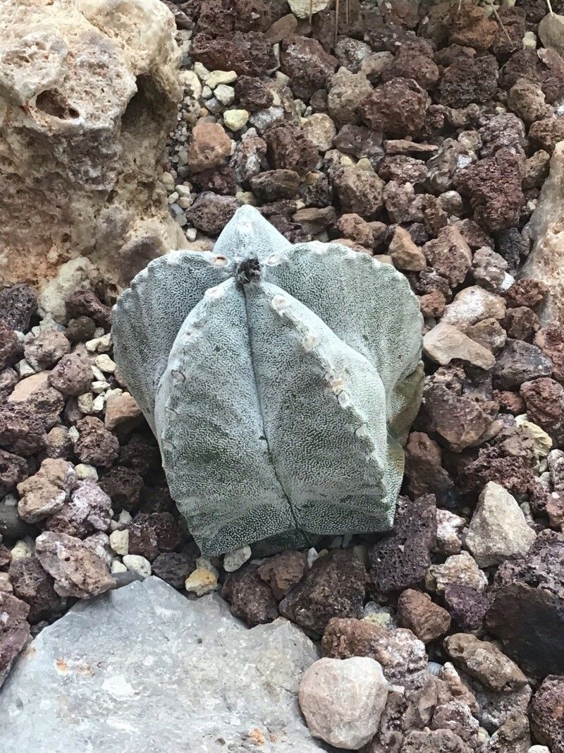 Cactus: Astrophytum coahuilense