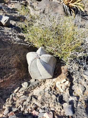 Cactus (Astrophytum coahuilense)