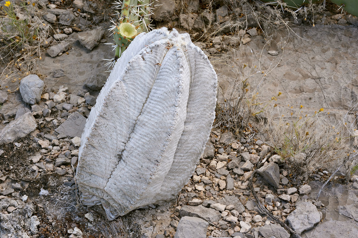 Cactus: Astrophytum coahuilense, 2016-04-14 (iNaturalist).