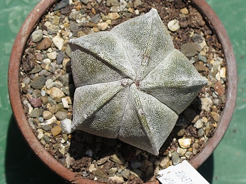 Cactus: Astrophytum coahuilense seen from above