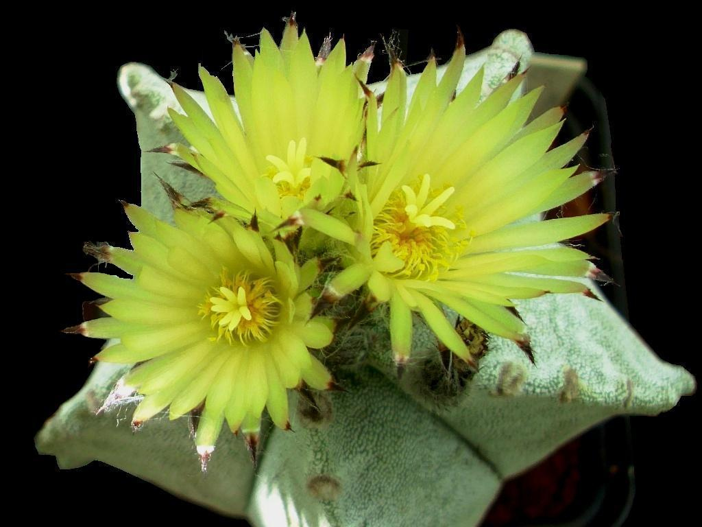 Jaumave Valley bishop's cap: Astrophytum coahuilense flowers