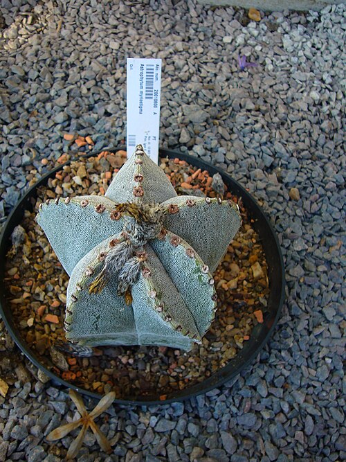Jaumave Valley bishop's cap: Astrophytum myriostigma