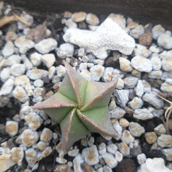 Jaumave Valley bishop's cap (Astrophytum myriostigma)