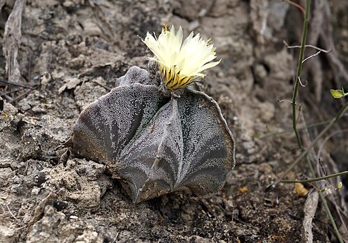 Jaumave Valley bishop's cap: Familia: Cactaceae Genero: Astrophytum Especie: Astrophytum myriostigma Nombre común: Bonete de Obispo.