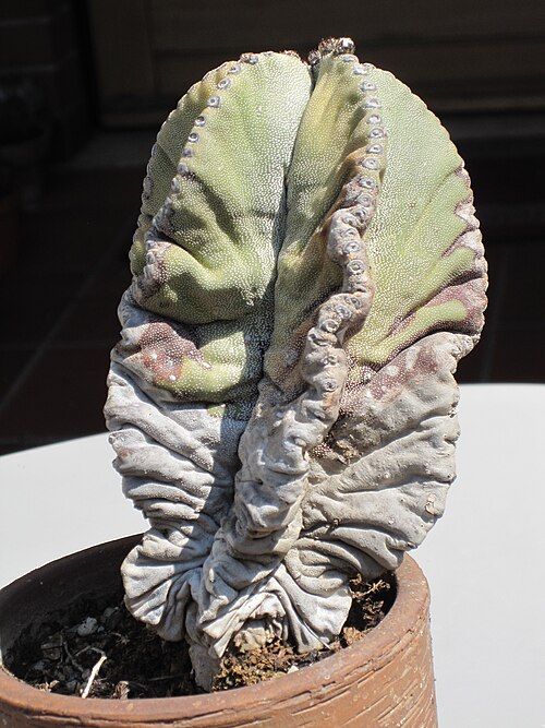 Jaumave Valley bishop's cap: An old astrophytum myriostigma