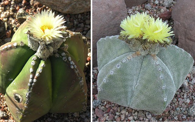 Jaumave Valley bishop's cap: Dick Culbert: Here are two versions of Astrophytum myriostigma , known as the Bishop's Mitre. It mainly hangs out in Central Mexico, but comes farther south in