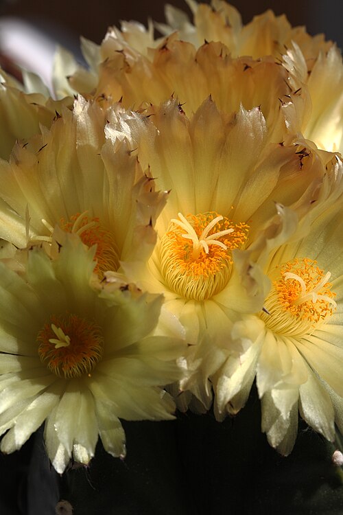 Jaumave Valley bishop's cap: Astrophytum_(middle_in_the_overview): Bischofsmütze