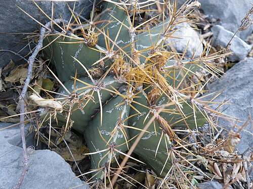 Bishop's hat: Near Guamuchil, Guanajuato