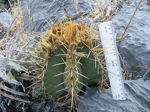 Bishop's hat: Near Guamuchil, Guanajuato