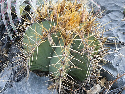 Bishop's hat: Near Guamuchil, Guanajuato