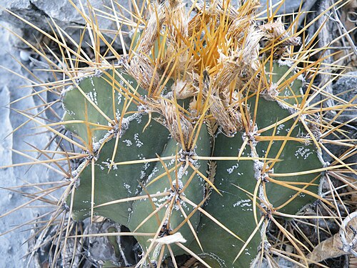 Bishop's hat: Near Guamuchil, Guanajuato