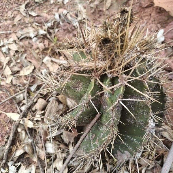 Bishop's hat (Astrophytum ornatum)