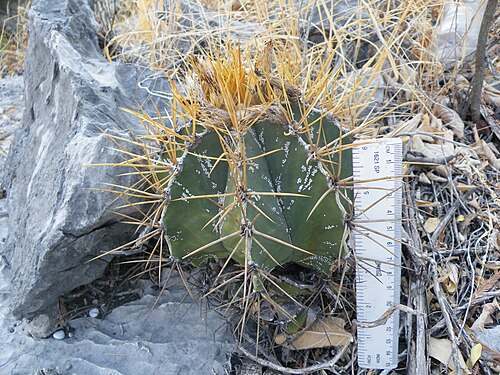 Bishop's hat: Near Guamuchil, Guanajuato
