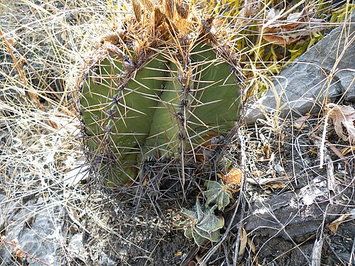 Bishop's hat: Near Guamuchil, Guanajuato