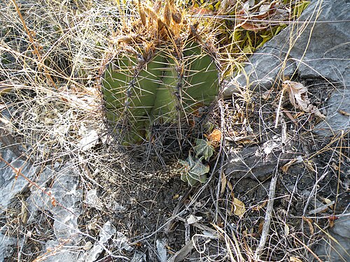 Bishop's hat: Near Guamuchil, Guanajuato