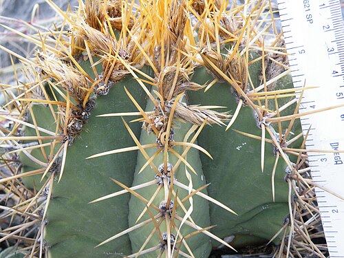 Bishop's hat: Near Guamuchil, Guanajuato