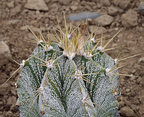 Bishop's hat: Astrophytum sp. (probablement hybride horticole) au jardin exotique de Roscoff. France.