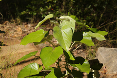 Astrotricha cordata (Astrotricha cordata)
