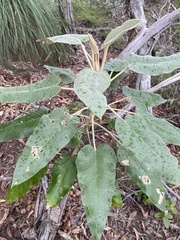Astrotricha cordata (Astrotricha cordata)
