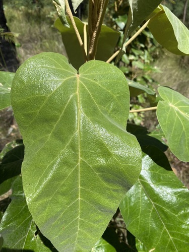 Astrotricha cordata (Astrotricha cordata)