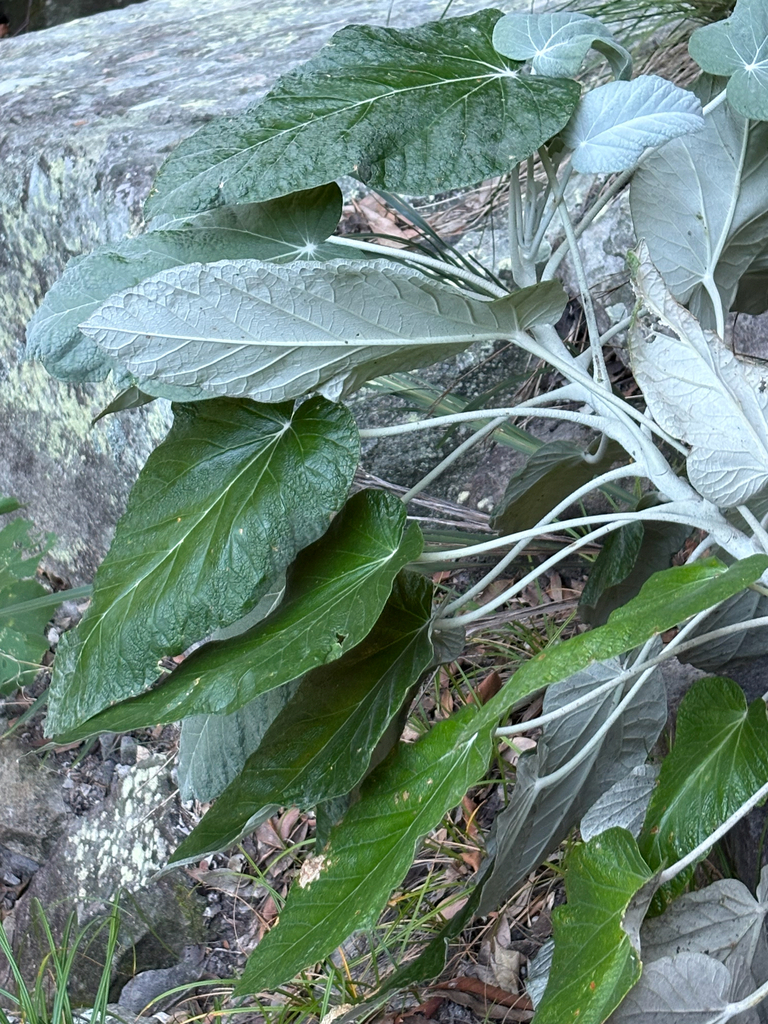 Astrotricha cordata (Astrotricha cordata)